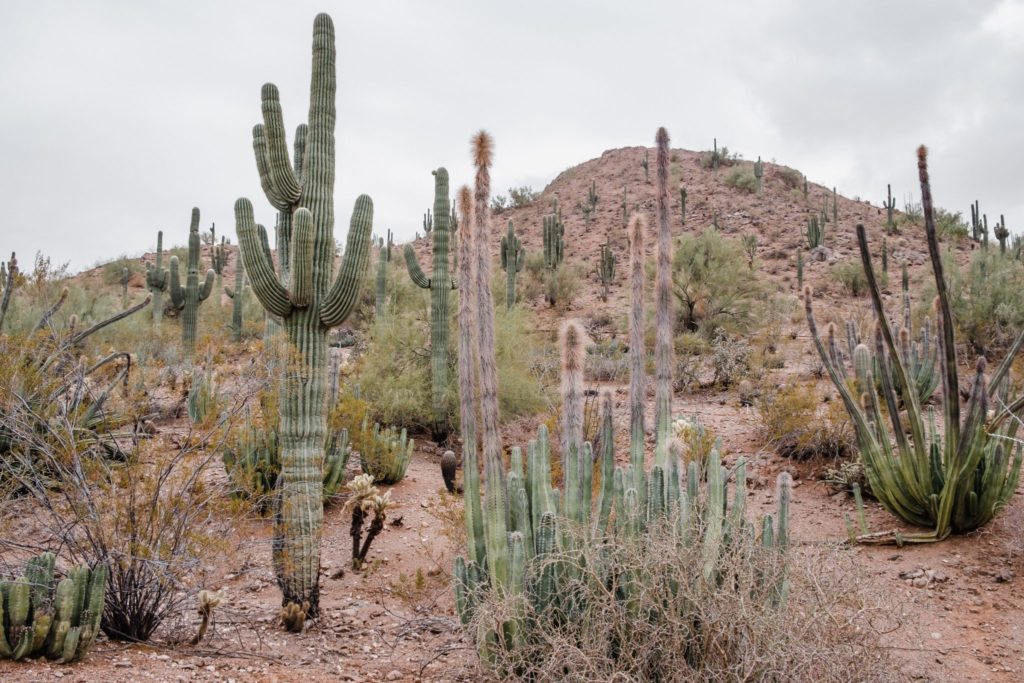 Phoenix Travel Guide: Best Things to See and Do